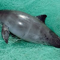 México logra apoyo para salvar a la vaquita marina