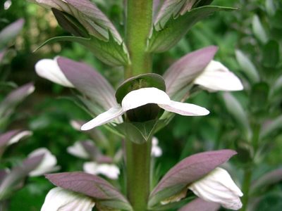 La planta de hojas gigantes que ama el frío y que le dará un toque exótico a tu jardín