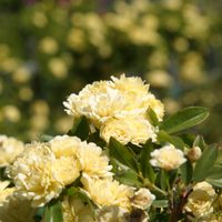 Rosas sin espinas: la planta trepadora que está de moda para llenar de color y rico aroma tu jardín