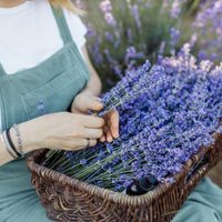 Si tenés Lavandas, sorprendé a mamá con estas originales canastitas, ideales para decorar y perfumar los cajones