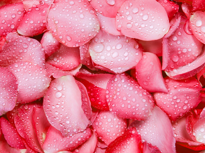 No tires los pétalos de las rosas: prepará este poderoso spray para el amor propio y para atraer la abundancia