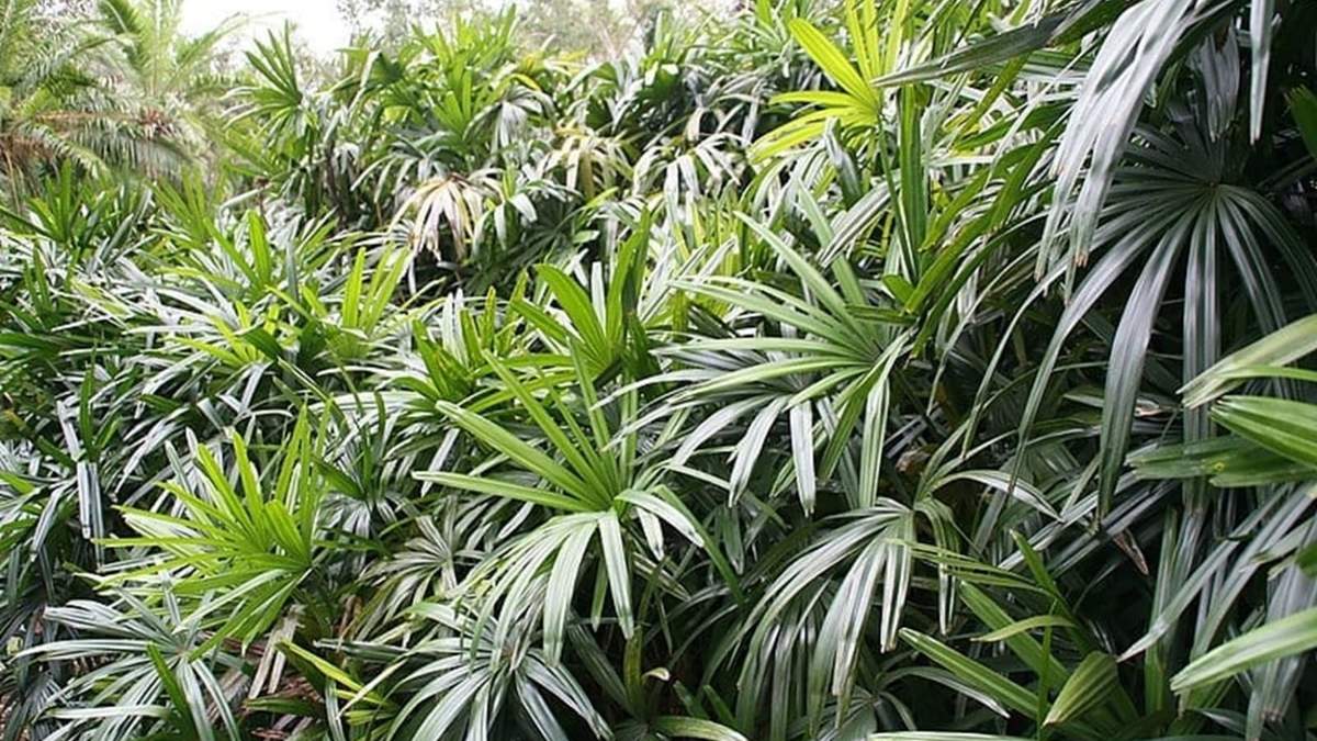 Planta. Fuente: (X)