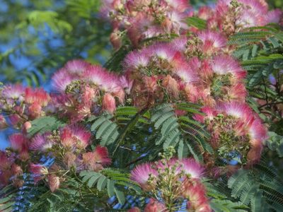 El árbol que da bellas flores que parecen de algodón y que es perfecto para darle un toque glam a tu jardín