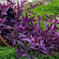 Tradescantia pallida, la planta más chic y fácil de cuidar: cómo hacer para que se llene de flores rosas
