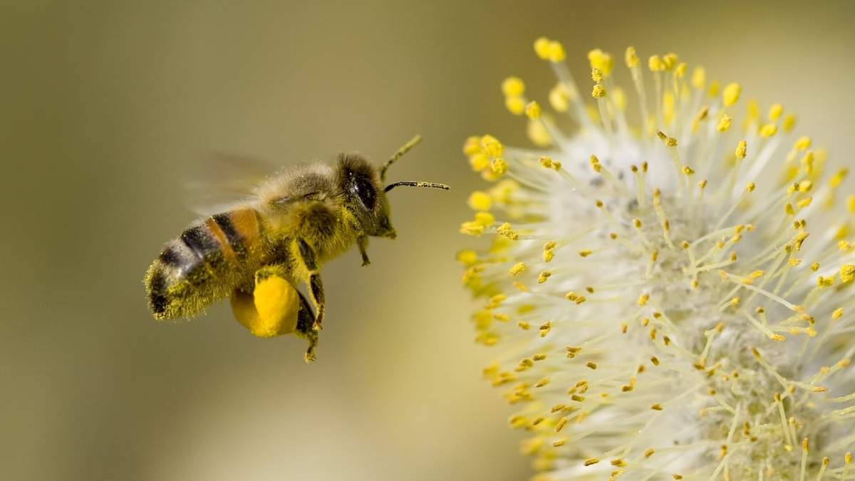 Abeja. Fuente: (Instagram)
