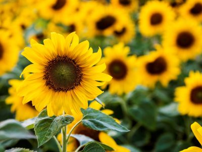 La forma simple de cultivar Girasoles en jardín o maceta y que se vuelvan protagonistas de tu hogar