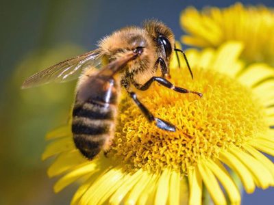 “Debemos proteger a las abejas”: el firme pedido de la ONU