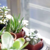 Cuáles son las 5 plantas suculentas más hermosas y fáciles de cuidar