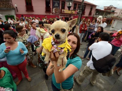 Proponen que los gastos médicos de mascotas sean deducibles de impuestos