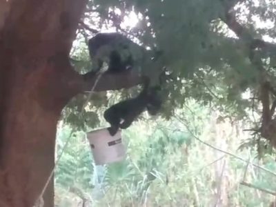 Ola de calor provoca la muerte de decenas de monos aulladores en Tabasco (Videos)