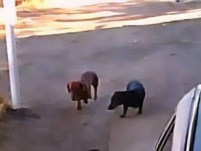 Sus perros salchicha se escaparon y le ladraron a un motociclista: tiene que pagar 600 mil pesos
