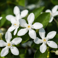 4 plantas que llenarán tu casa del más rico aroma durante la primavera