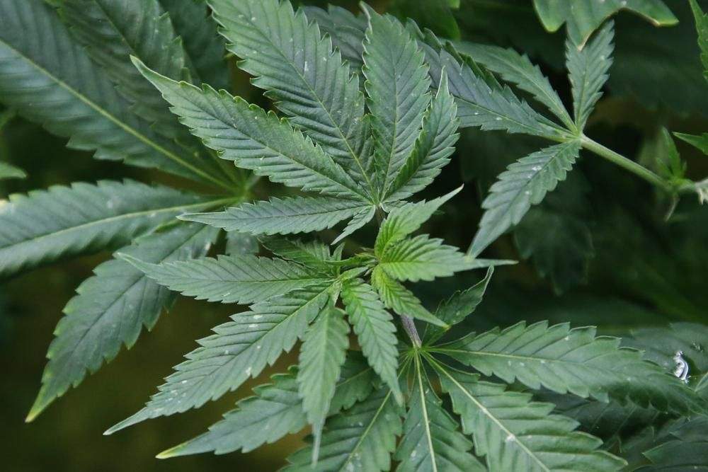 Legalización y violencia
