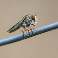 4 métodos naturales para ahuyentar a las moscas