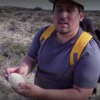 Hallan en la Patagonia el huevo de dinosaurio carnívoro mejor conservado
