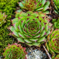 Sempervivum: como mantener radiante y que se multiplique la suculenta más hermosa de todas