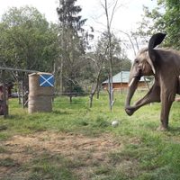 Eurocopa 2024: Elefante africano Bubi predice que Alemania ganará su duelo inaugural