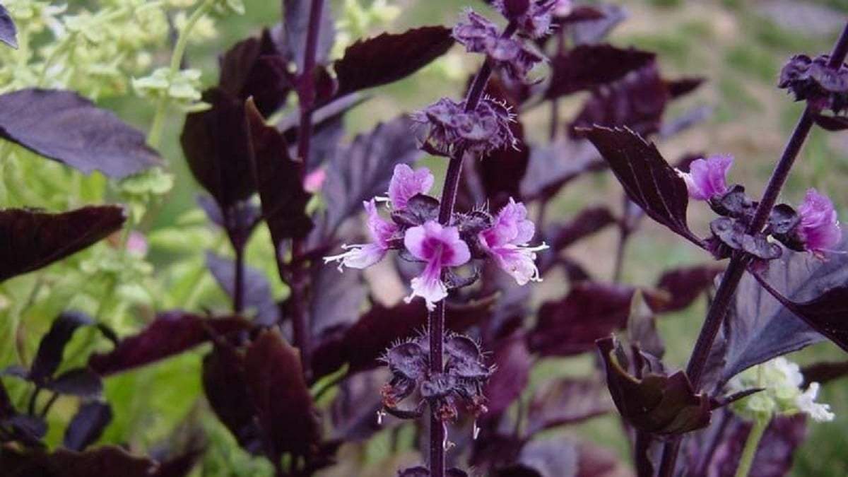 Albahaca morada. Fuente: (X)