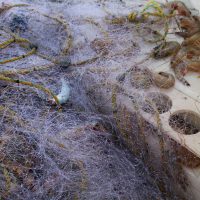 Aseguran embarcación y redes usadas para pescar camarón en Área Natural Protegida