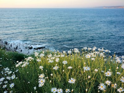 La planta que da hermosas flores pero que puede representar un problema para las otras del jardín