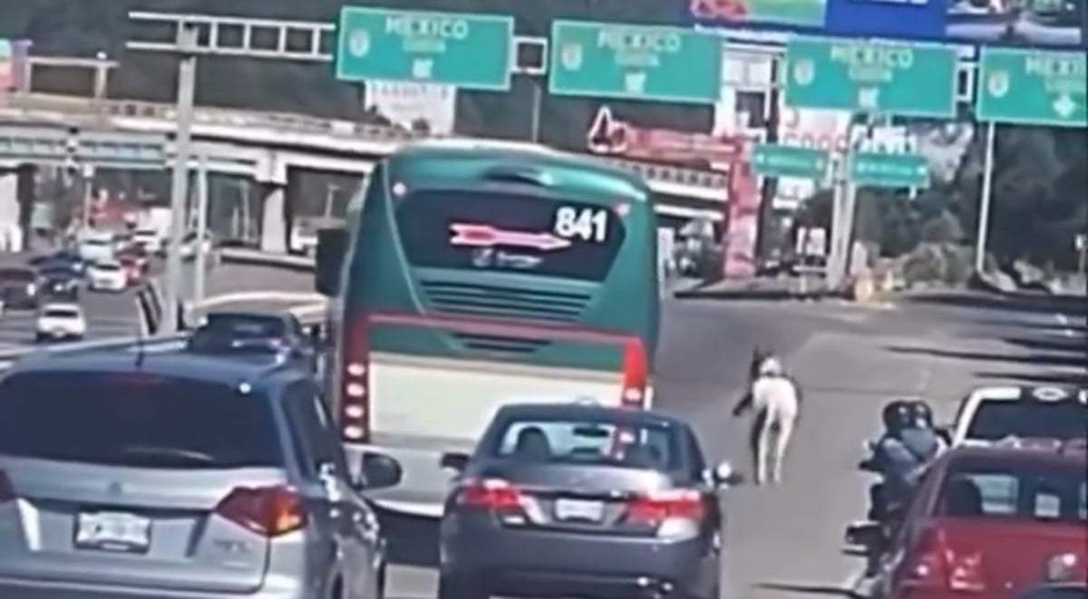 El caballo en plena autopista
