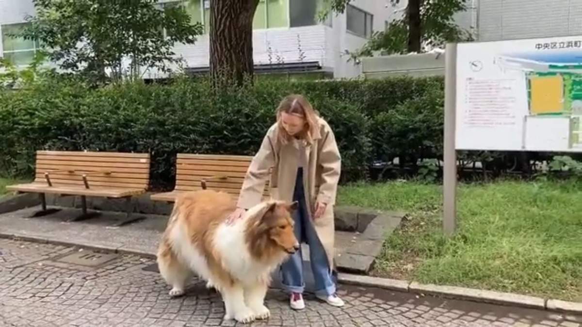 Japonés vestido de perro border collie