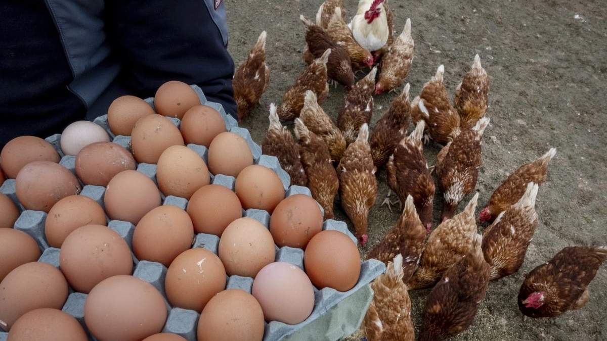 Confirman primer caso humano de influenza aviar H5N1 en México