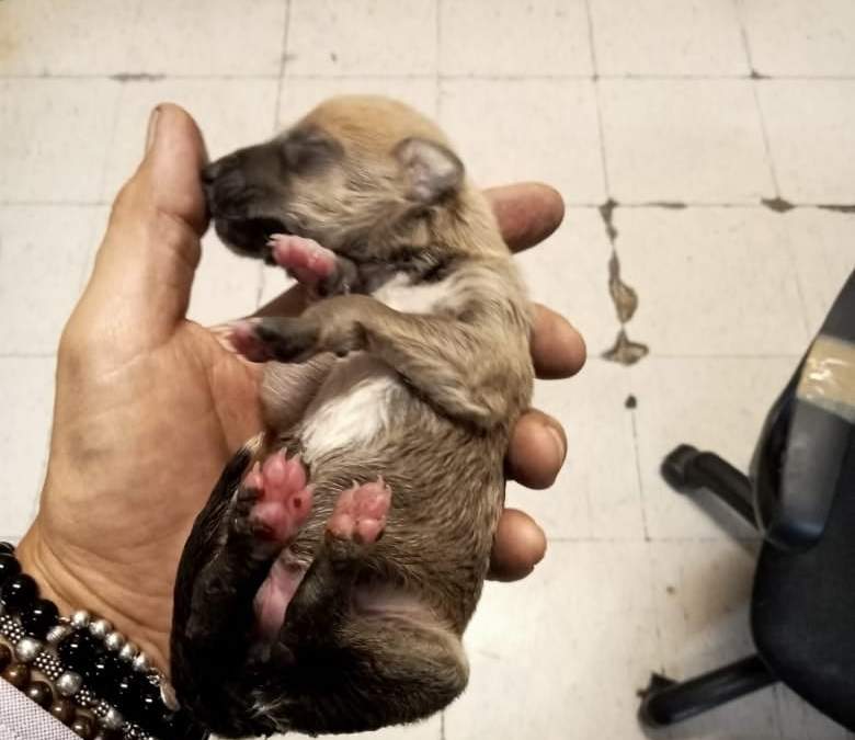 El animal rescatado