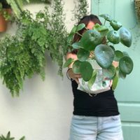 La planta de moda que más buscan en los viveros para regalar: es fácil de cuidar y muy resistente
