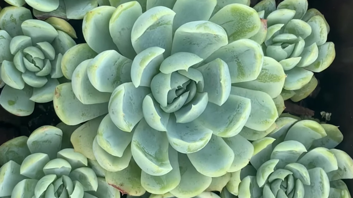 Echeveria. Fuente: (Instagram)