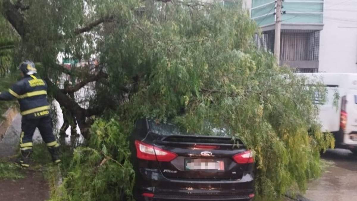 Bomberos atienden la caída de un árbol en Avenida Rio Churubusco