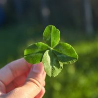 Con solo 3 ingredientes: el ritual mágico para alejar la mala energía de tu casa y atraer buena suerte