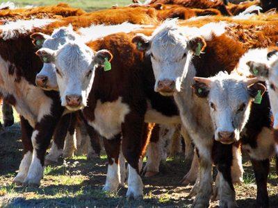 Finalizó la 9° Expo Bovinos de Neuquén con el remate virtual de reproductores