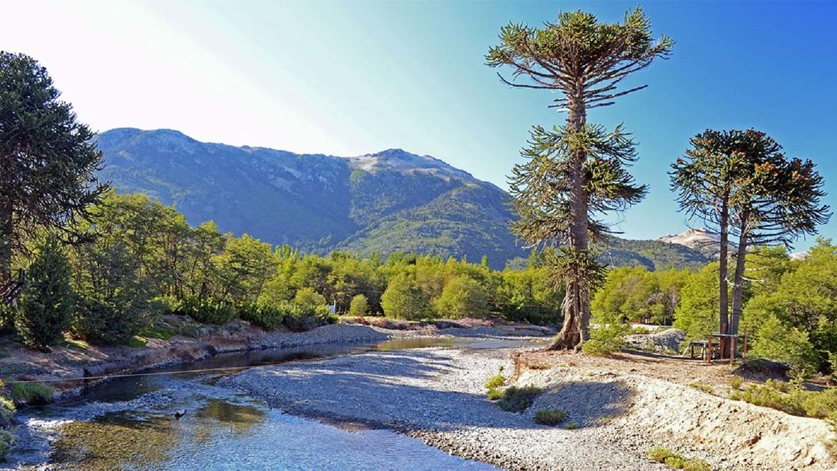 Villa Pehuenia y los árboles, majestuoso paisaje. Fuente: (Twitter).
