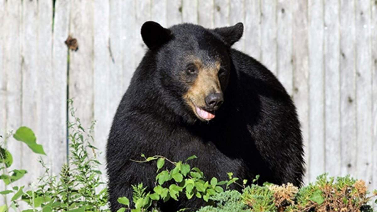 Oso negro de Connecticut