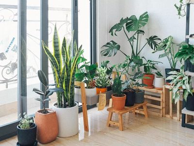 Conocé estas plantas que crecen como arbustos y son perfectas para tener un jardín muy tupido