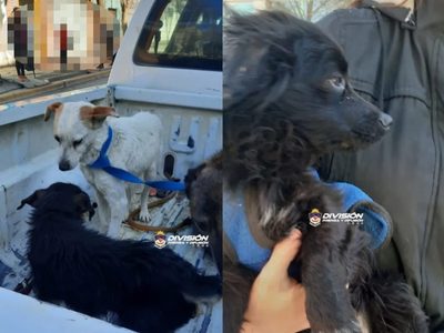 Encontraron a ocho perros atados con cadenas y desnutridos