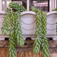 Plantas: el cactus colgante que es muy fácil de cuidar y se puede tener en interiores