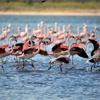 Un espectáculo de la naturaleza: flamencos llegan a anidar a Mar Chiquita