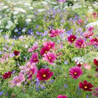 Flores en tono rosa que transforman cualquier rincón en un lugar especial