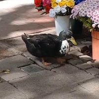 El pato Juan y la deuda moral que la Argentina sigue negando