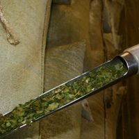 La cosecha de yerba mate cayó más del 30%