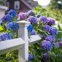 El secreto de los jardineros para que tu Hortensia florezca dos veces al año y de forma frondosa