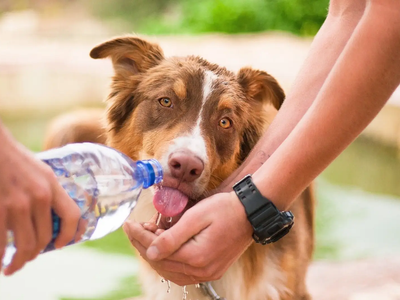El calor está inclemente y tus perros sufren más con el calor: seguí estos 3 tips claves para refrescarlos