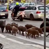 Declaran toque de queda en Roma por la presencia de jabalíes en las calles