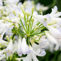 Agapanthus firewors: la especie que seguro no conocías y que tiene unas flores hermosas y originales