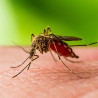 Preocupación en Florida: planean liberar mosquitos transgénicos al ambiente