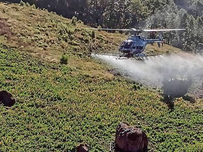 Paraquat, el arma de Sedena contra narcocultivos