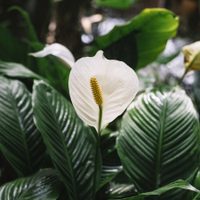 Tu planta Cuna de Moisés puede explotar de flores todo el año si seguís estos sencillos trucos de los expertos