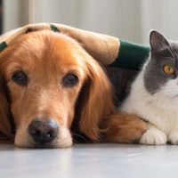 Lo tenés en la alacena: el truco viral para eliminar el olor que queda donde ensucian tus perros y gatos